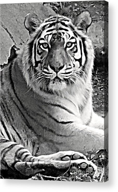 Tiger Acrylic Print featuring the photograph Tiger in Black and White by Patricia Januszkiewicz