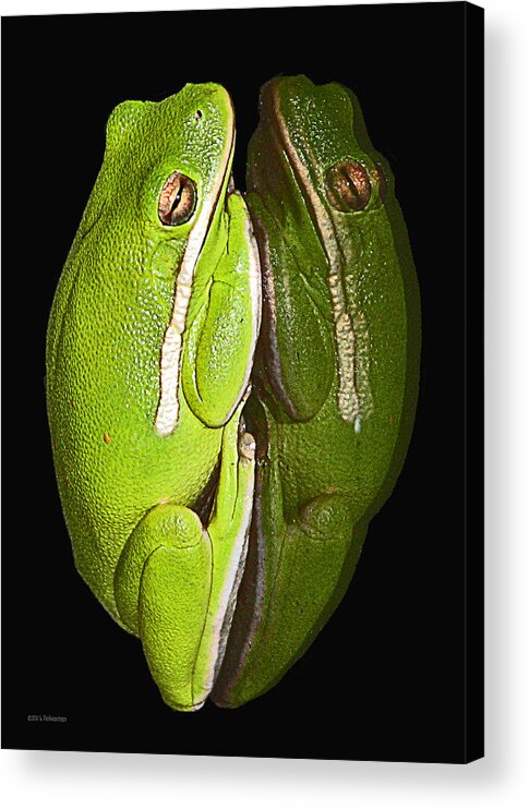 Tree Frog Canvas Print Acrylic Print featuring the photograph Tree Frog Reflection by Lucy VanSwearingen