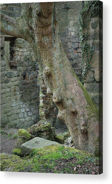 Tree Trunk Acrylic Print featuring the photograph Tree trunk Lumbsdale by Jerry Daniel