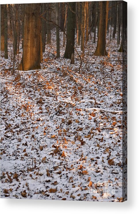 Arboretum Acrylic Print featuring the photograph Trees by Steven Ralser