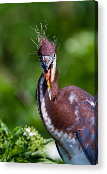 Animal Acrylic Print featuring the photograph Tricolored Heron in Awe by Andres Leon