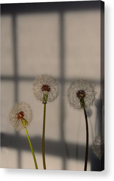 Flowers Acrylic Print featuring the photograph Trio of Dandelions by Margie Avellino