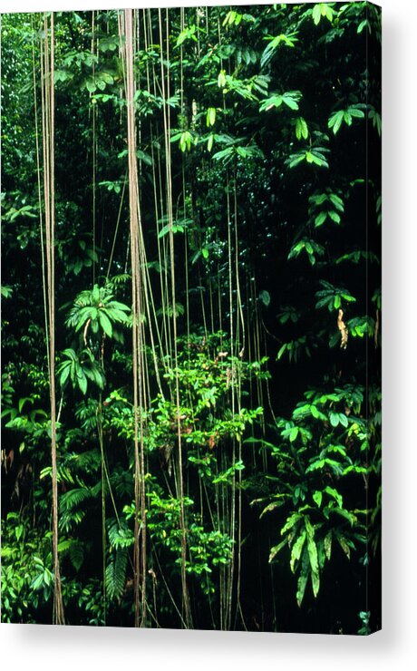 Rainforest Acrylic Print featuring the photograph Tropical Rainforest In Costa Rica by William Ervin/science Photo Library