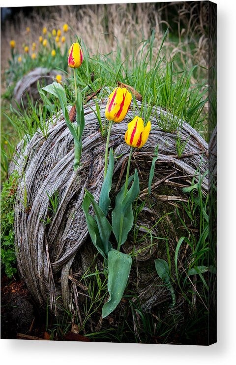 Agassiz Acrylic Print featuring the photograph Tulip Bail by James Wheeler
