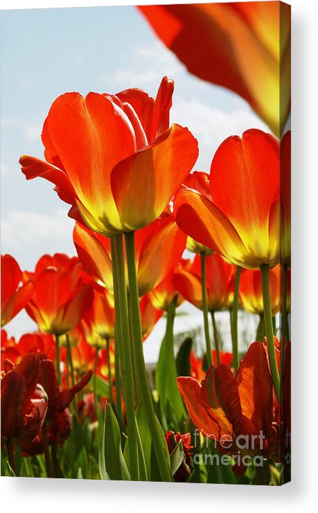 Nature Acrylic Print featuring the photograph Tulip Field 1 by Rudi Prott