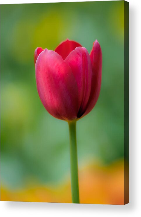 Tulip Acrylic Print featuring the photograph Tulip in Contrast by James Barber