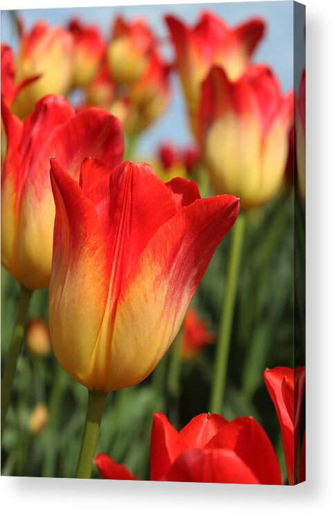Tulip Acrylic Print featuring the photograph Tulip by Judi Kubes