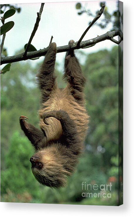 Animal Acrylic Print featuring the photograph Two-toed Sloth Juvenile by Gregory G. Dimijian, M.D.