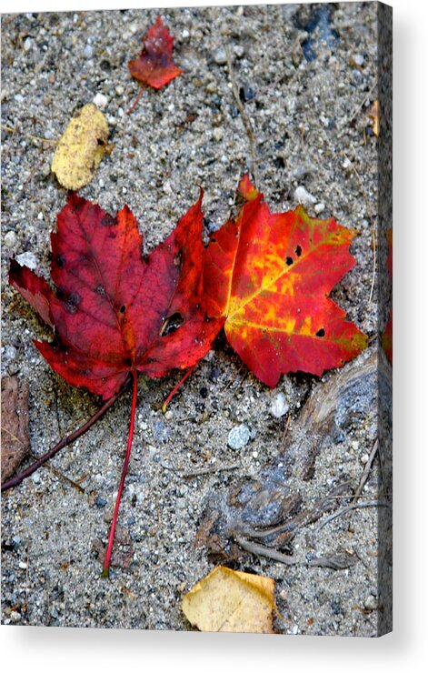 Autumn Acrylic Print featuring the photograph Underfoot by Mary Sullivan