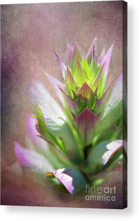Flora Acrylic Print featuring the photograph Unshakeable Happiness by Ellen Cotton