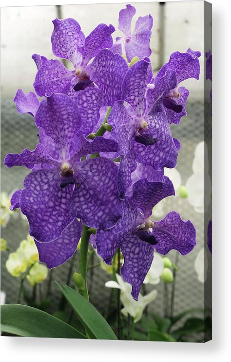 Vanda Orchid (vanda 'blue Magic') Acrylic Print by Neil Joy - Fine Art  America