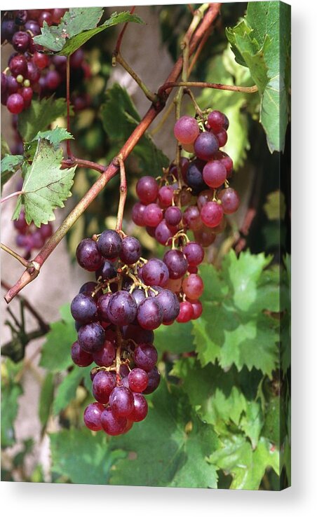 Vitis Vinifera Aladdin. Acrylic Print featuring the photograph Vitis Vinifera Aladdin. by Brian Gadsby/science Photo Library