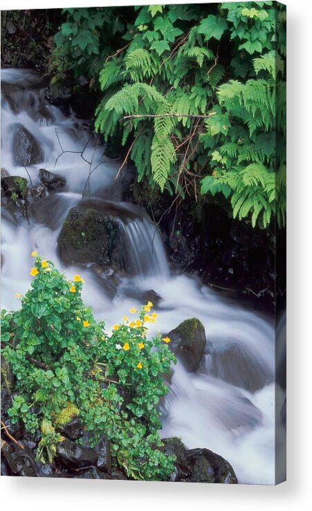 Wahkeena Acrylic Print featuring the photograph Wahkeena Creek Spring by Ken Dietz