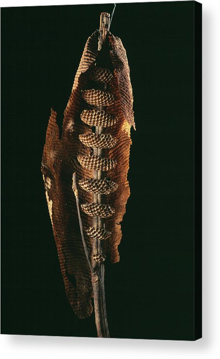 Zoology Acrylic Print featuring the photograph Wasp Nest by Pascal Goetgheluck/science Photo Library