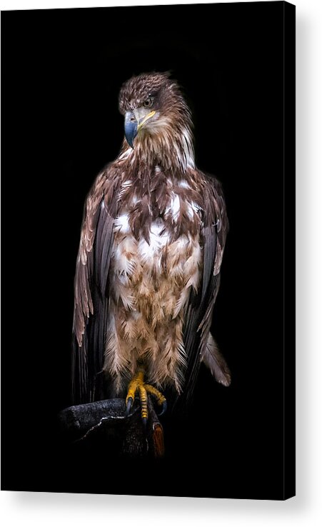 Eagle Acrylic Print featuring the photograph Wet Feathers by Ghostwinds Photography