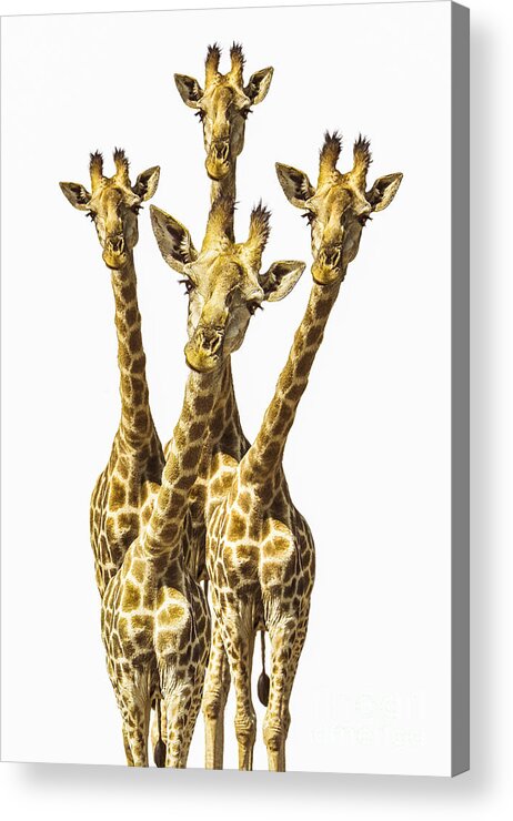 Giraffe Acrylic Print featuring the photograph What are YOU looking at? by Diane Diederich