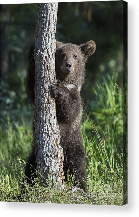 Wildlife Acrylic Print featuring the photograph What's Mine is Mine III by Sandra Bronstein