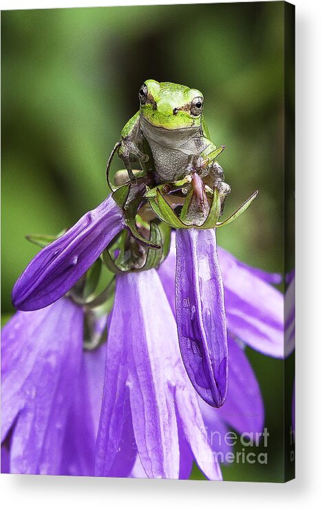 Tree Frog Acrylic Print featuring the photograph What's Up? by Jan Killian