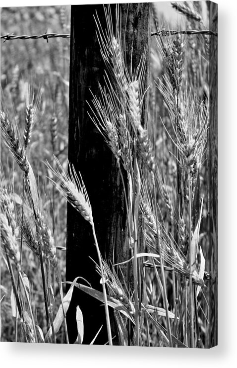 Wheat Acrylic Print featuring the photograph Wheat and Fence Post by Ellen Tully