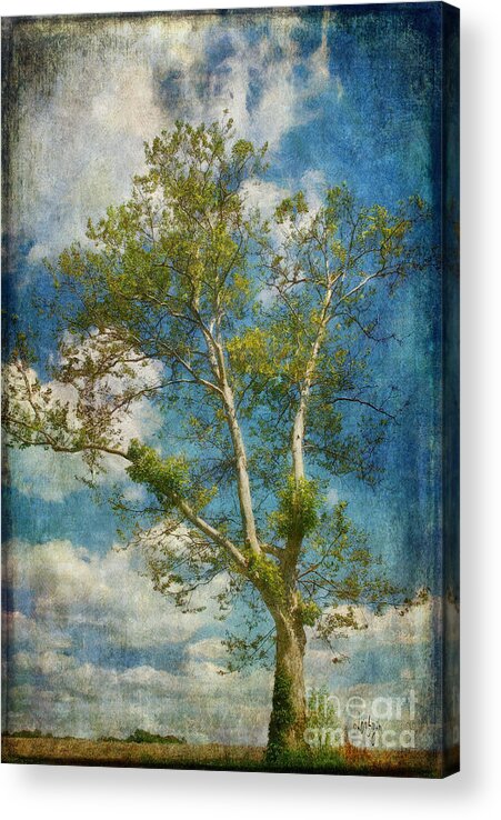 Tree Acrylic Print featuring the photograph White Birch In May by Lois Bryan
