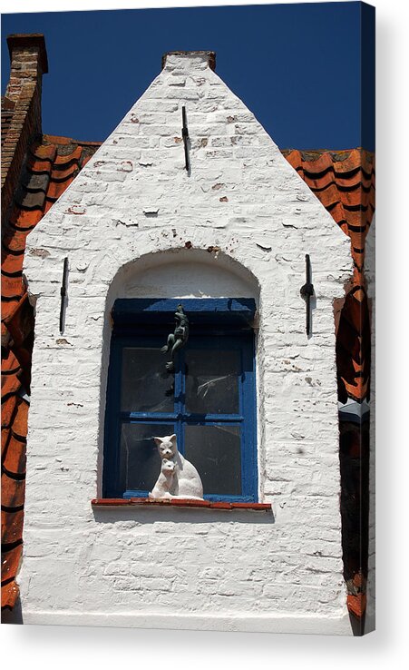 Cat Acrylic Print featuring the photograph White cat at blue window by RicardMN Photography