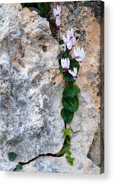 Cyclamen Acrylic Print featuring the photograph White Cyclamen flowers by Michalakis Ppalis