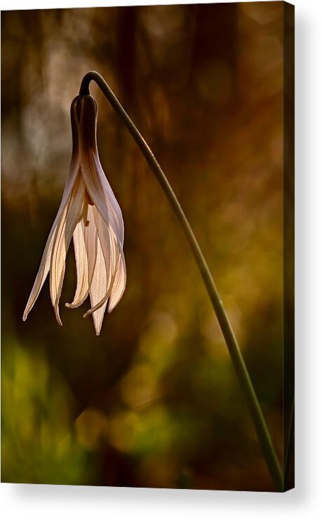 2012 Acrylic Print featuring the photograph White Dogtooth Violet by Robert Charity