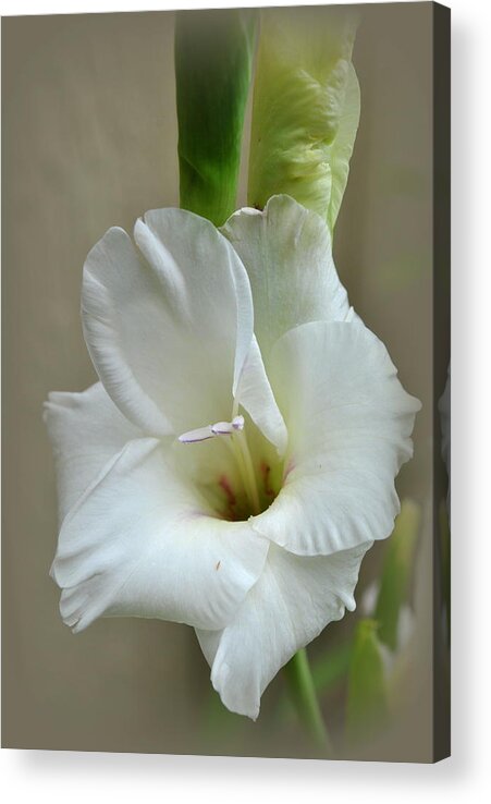 Plant Acrylic Print featuring the photograph White Gladiola Flower by Nathan Abbott