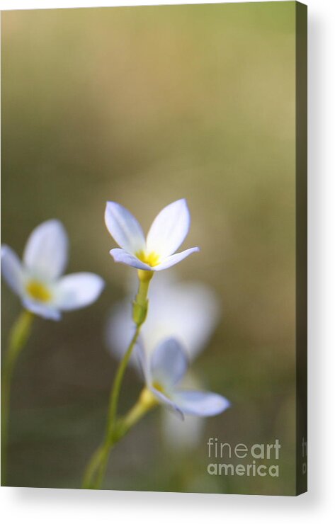 White Flower Acrylic Print featuring the photograph White Serenity by Neal Eslinger