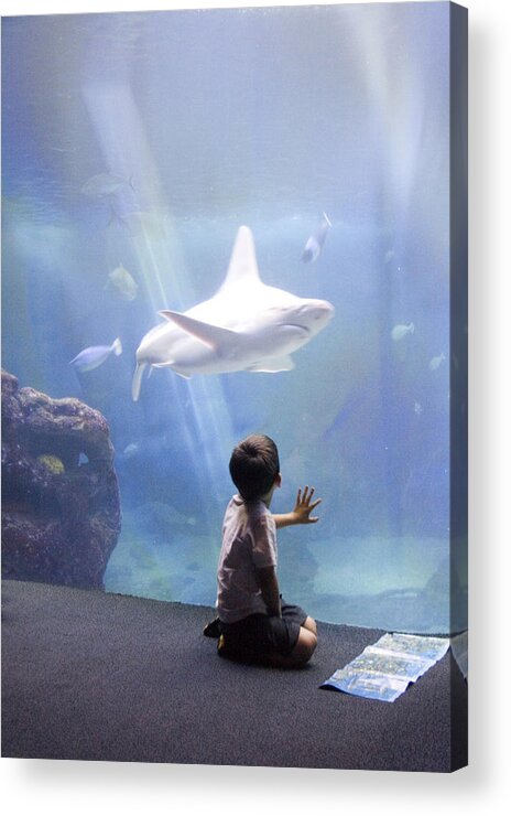 Lahaina Acrylic Print featuring the photograph White Shark and Young Boy by David Smith