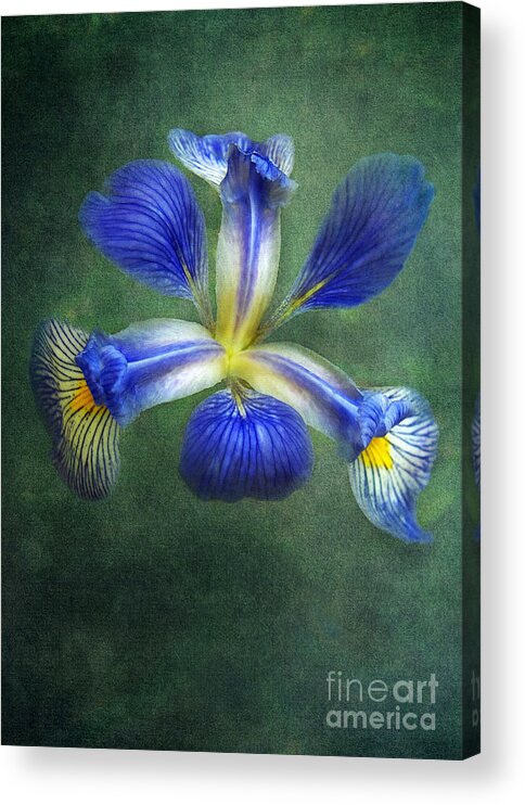 Wild Iris Acrylic Print featuring the photograph Wild Iris by Kathi Mirto