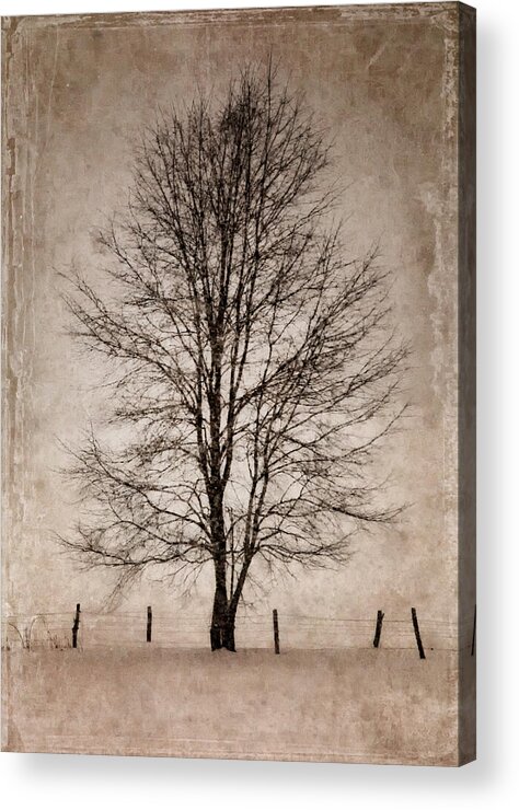 Winter Acrylic Print featuring the photograph Winter Tree by Fred LeBlanc