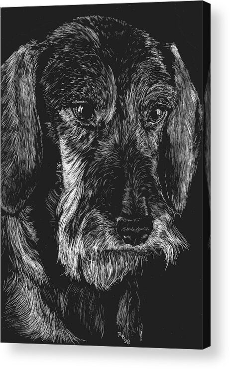 Dachshund Acrylic Print featuring the drawing Wire Haired Dachshund by Rachel Bochnia