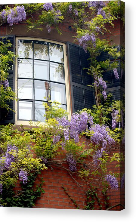 Boston Acrylic Print featuring the photograph Wisteria and Window by Caroline Stella