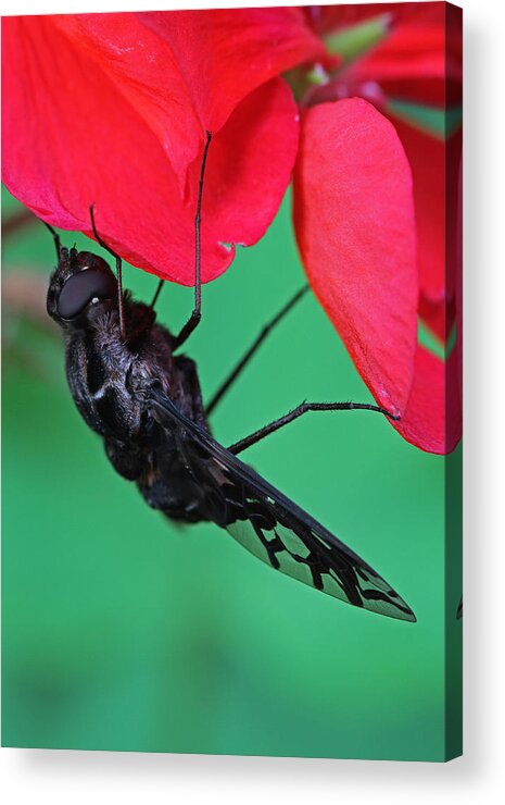 Tiger Bee Fly Acrylic Print featuring the photograph Xenox Tigrinus by Juergen Roth