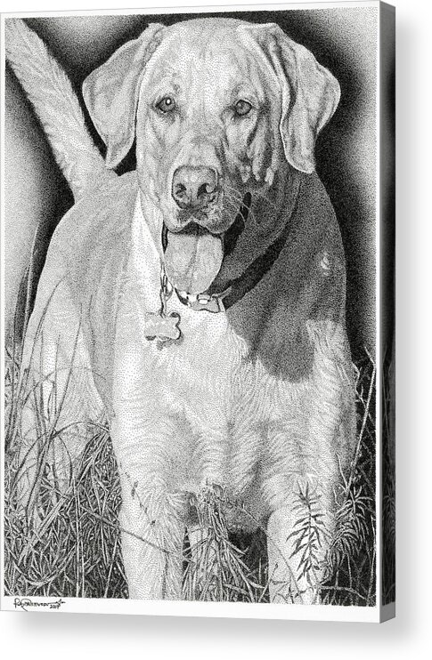 Yellow Lab Acrylic Print featuring the drawing Yellow Lab in the Field by Rob Christensen