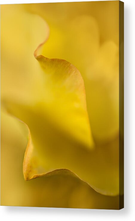 Plant Acrylic Print featuring the photograph Yellow Rose Petal Abstract by Mary Jo Allen