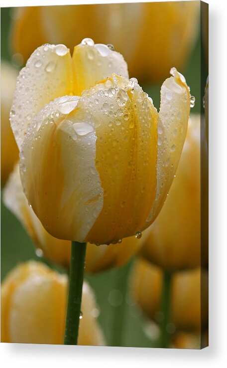Tulip Acrylic Print featuring the photograph Yellow Tulips by Juergen Roth