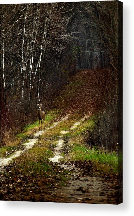 Whitetail Deer Acrylic Print featuring the photograph Young Buck and Autumn by Thomas Young