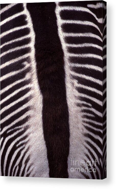 Zebra Acrylic Print featuring the photograph Zebra Stripes Closeup by Anna Lisa Yoder