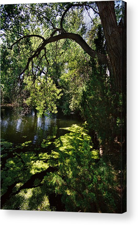 Santa Fe Acrylic Print featuring the photograph Lake With Cottonwoods by Ron Weathers