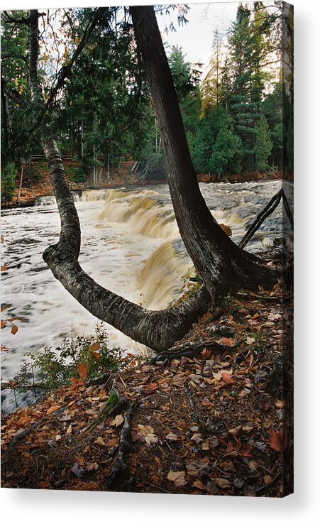 Stream Acrylic Print featuring the photograph Tree By Stream by Ron Weathers