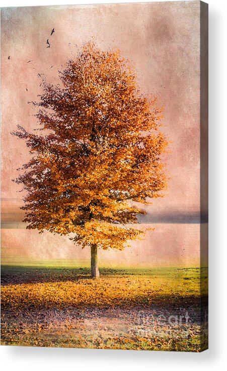 Autumn Acrylic Print featuring the photograph Autumn Light #1 by Hannes Cmarits