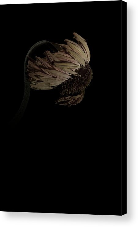 Flower Acrylic Print featuring the photograph Gerbera Daisy by Nathaniel Kolby