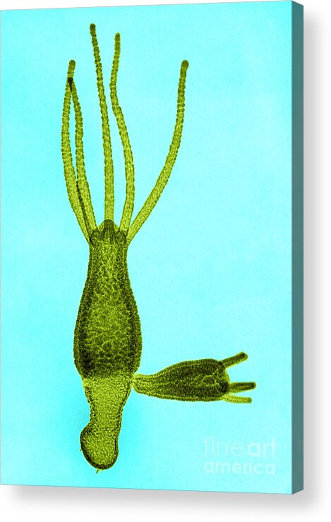 Zoology Acrylic Print featuring the photograph Hydra, Lm #1 by Omikron