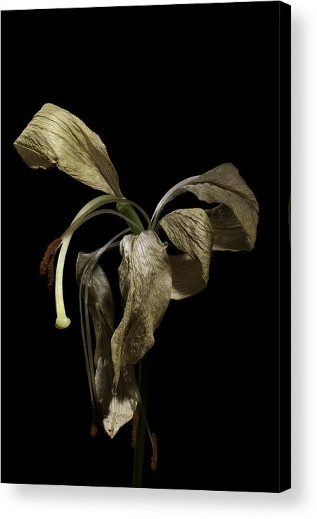 Flower Acrylic Print featuring the photograph Lily by Nathaniel Kolby