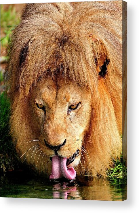 African Acrylic Print featuring the photograph Lion drinking #1 by Bill Dodsworth