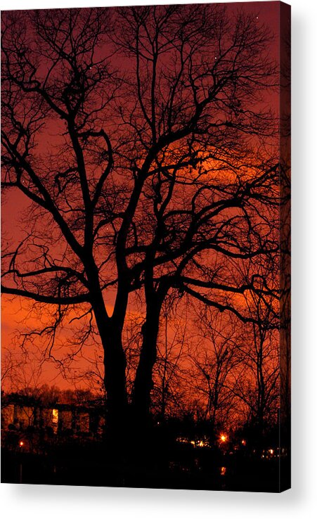 Tree Acrylic Print featuring the photograph Night Tree #1 by Rose Pasquarelli