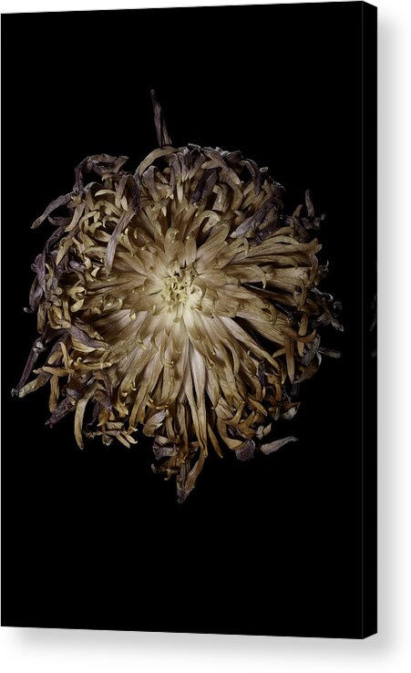 Flower Acrylic Print featuring the photograph Spiky Flower by Nathaniel Kolby