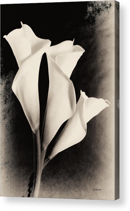 Floral Acrylic Print featuring the photograph Three Calla Lilies #1 by Lisa Spencer